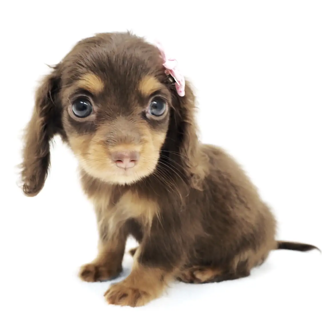 ミニチュア・ダックスフント