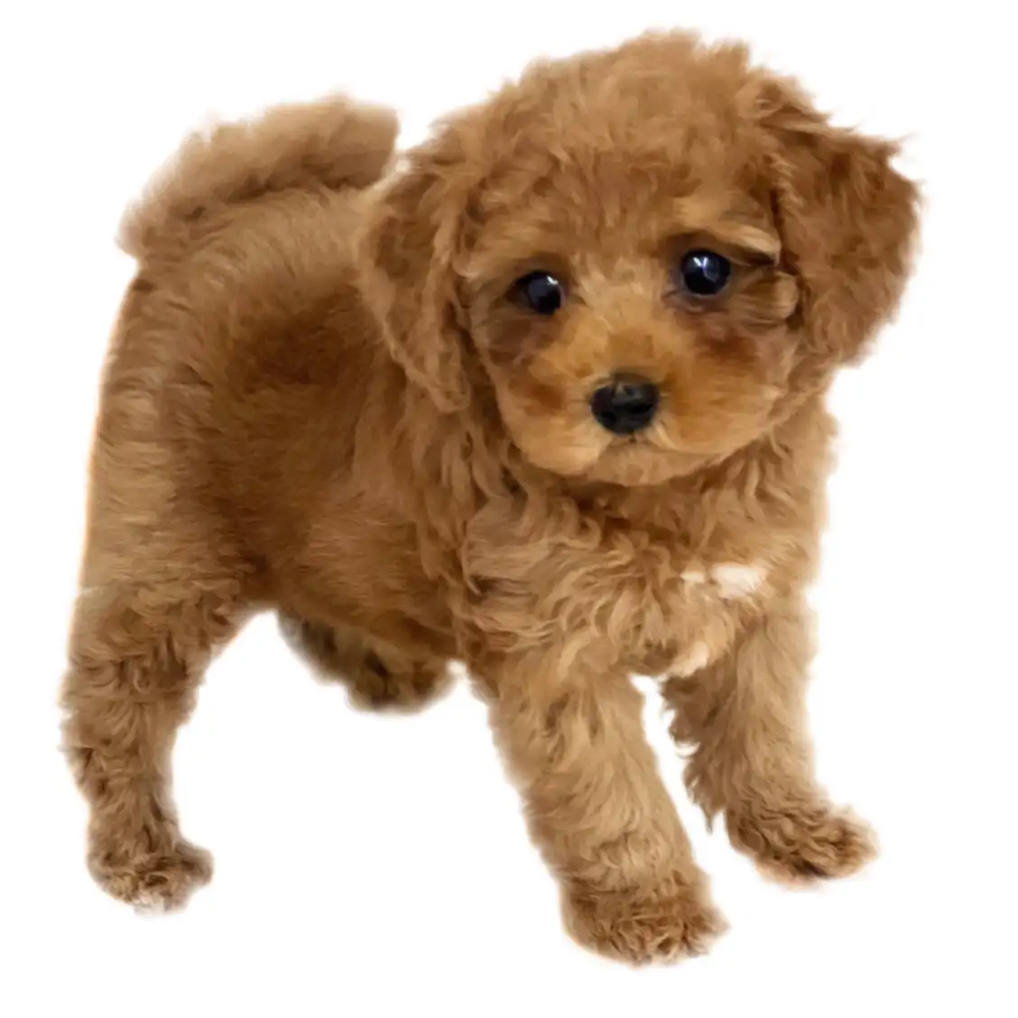 トイ・プードル