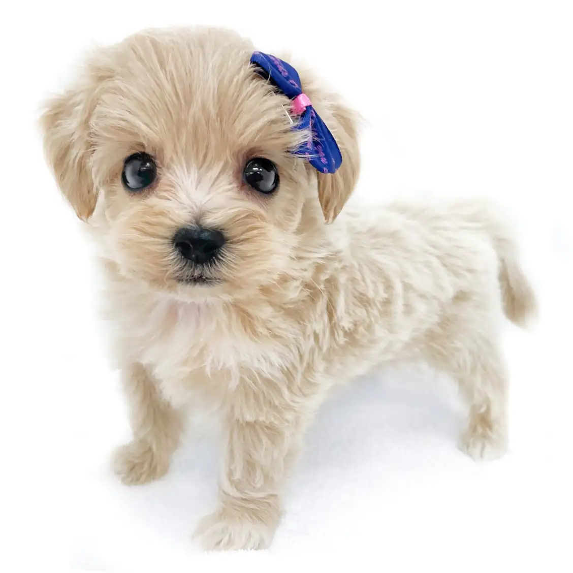 MIX（マルチーズ×トイプードル）