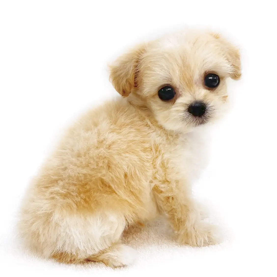 MIX(チワワ×トイプードル)