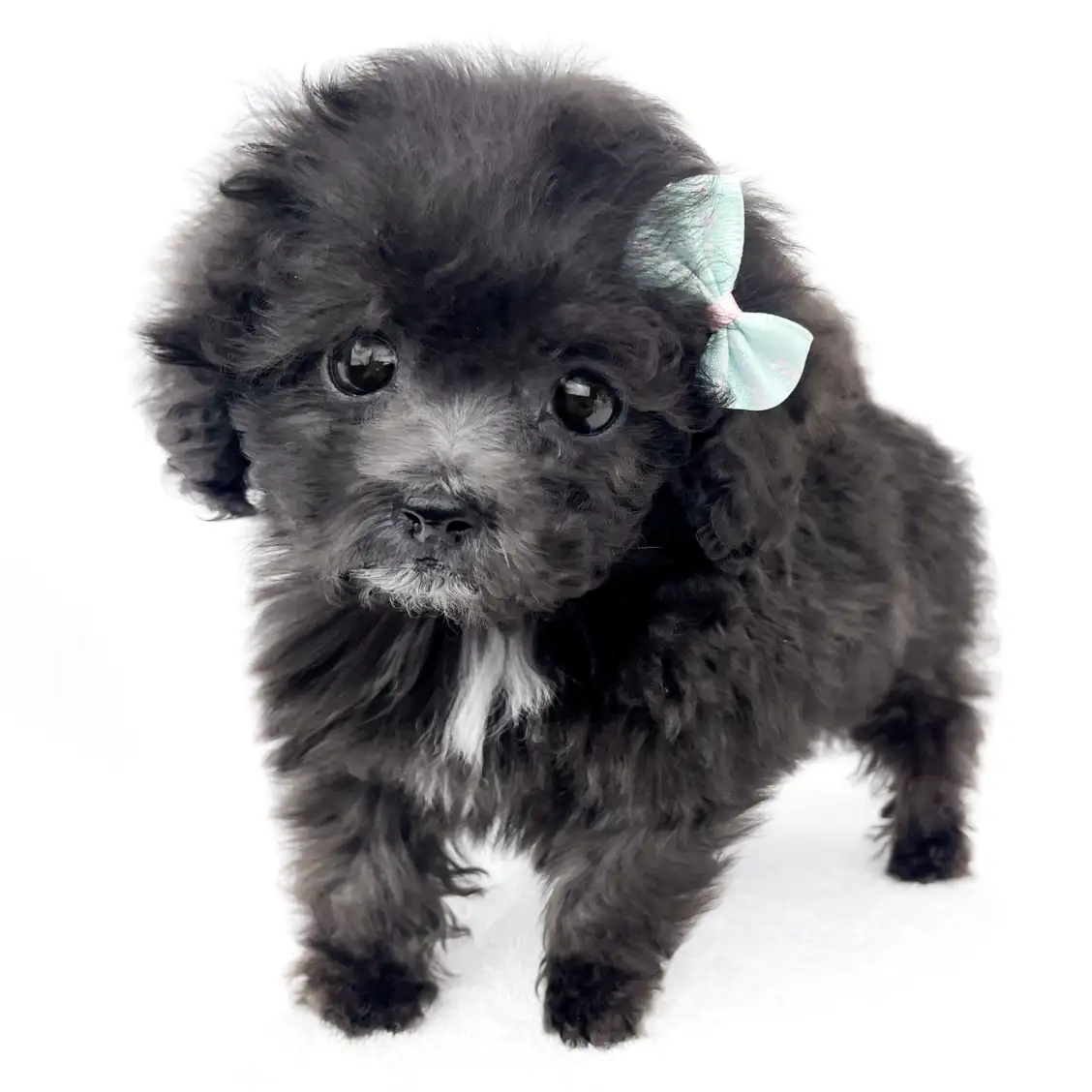 トイ・プードル