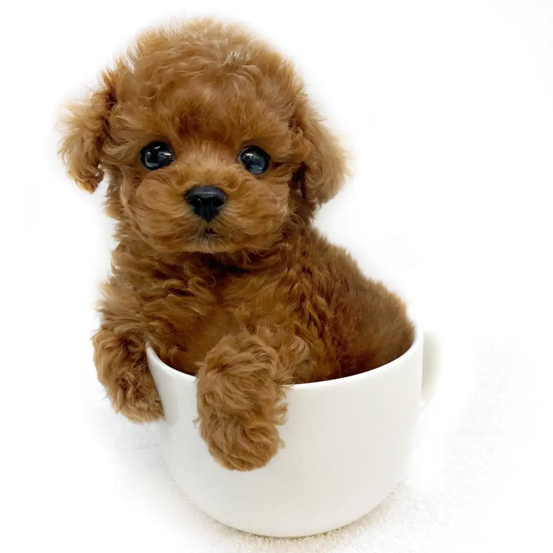 トイ・プードル