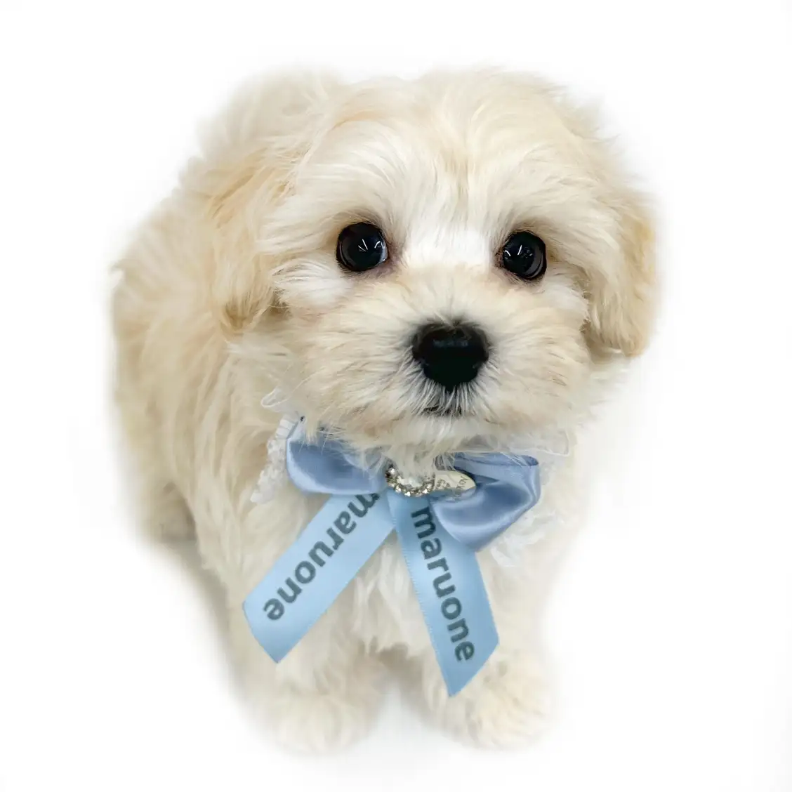 MIX(マルチーズ×トイプードル)