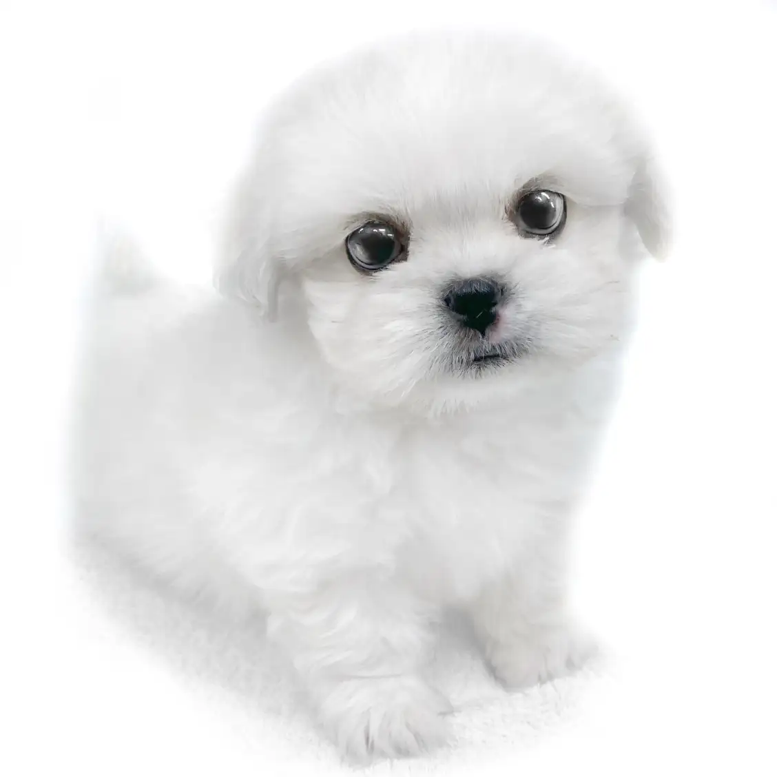 MIX(マルチーズ×ペキニーズ)