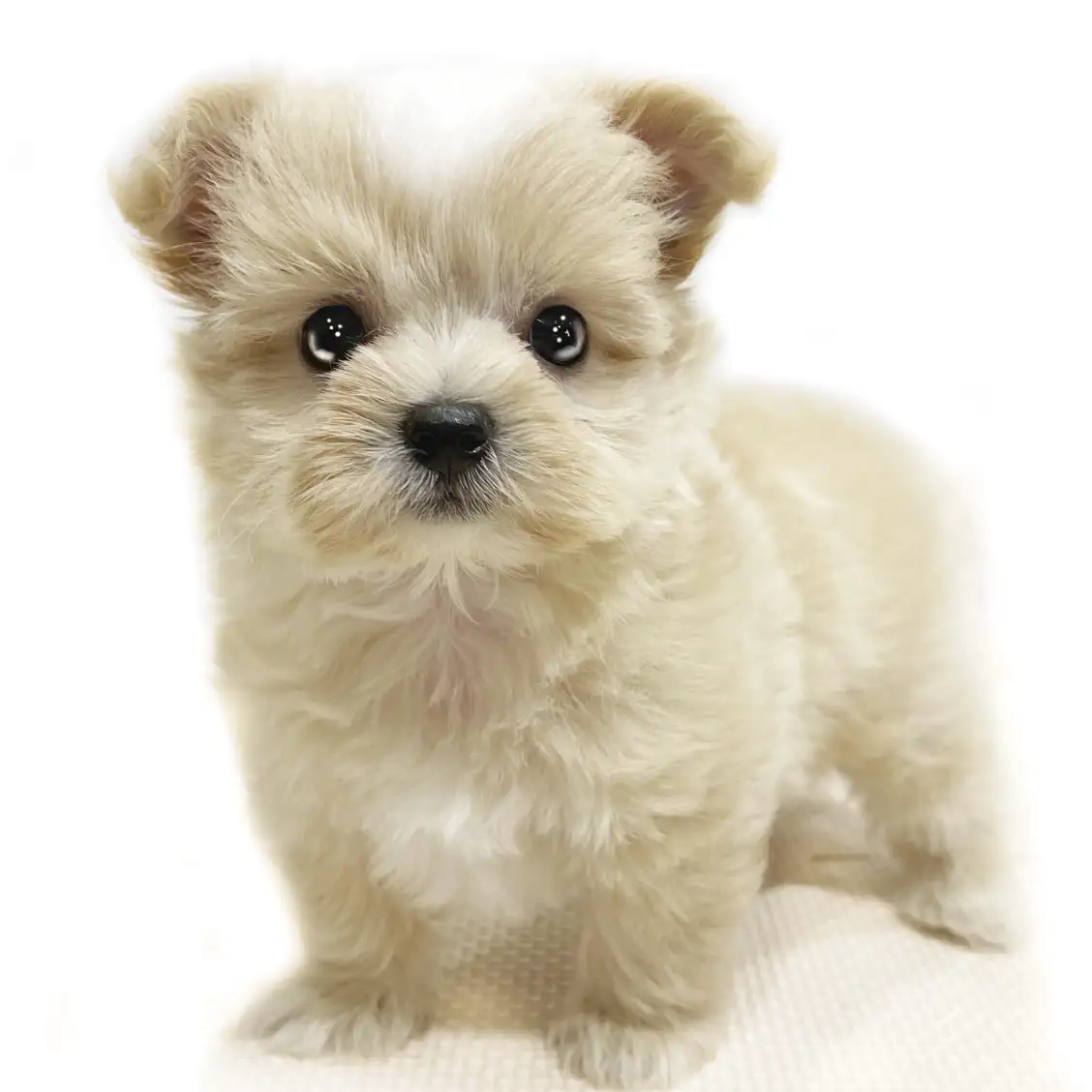 MIX(チワワ×マルチーズ)