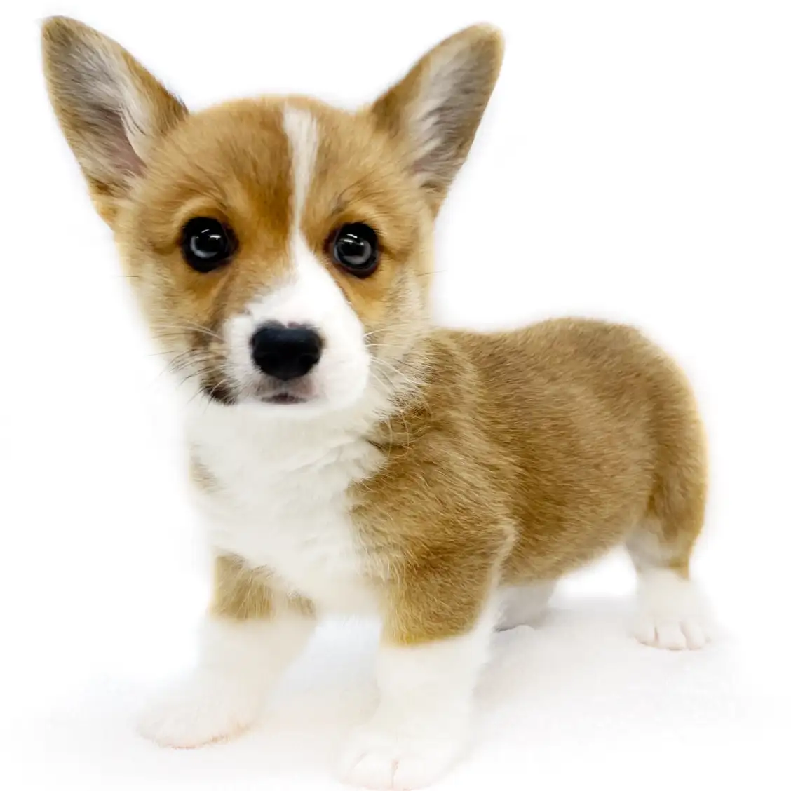 ウェルシュコーギーペンブローク