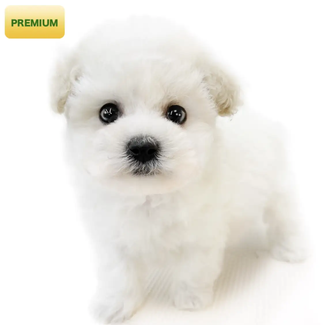 ビションフリーゼ