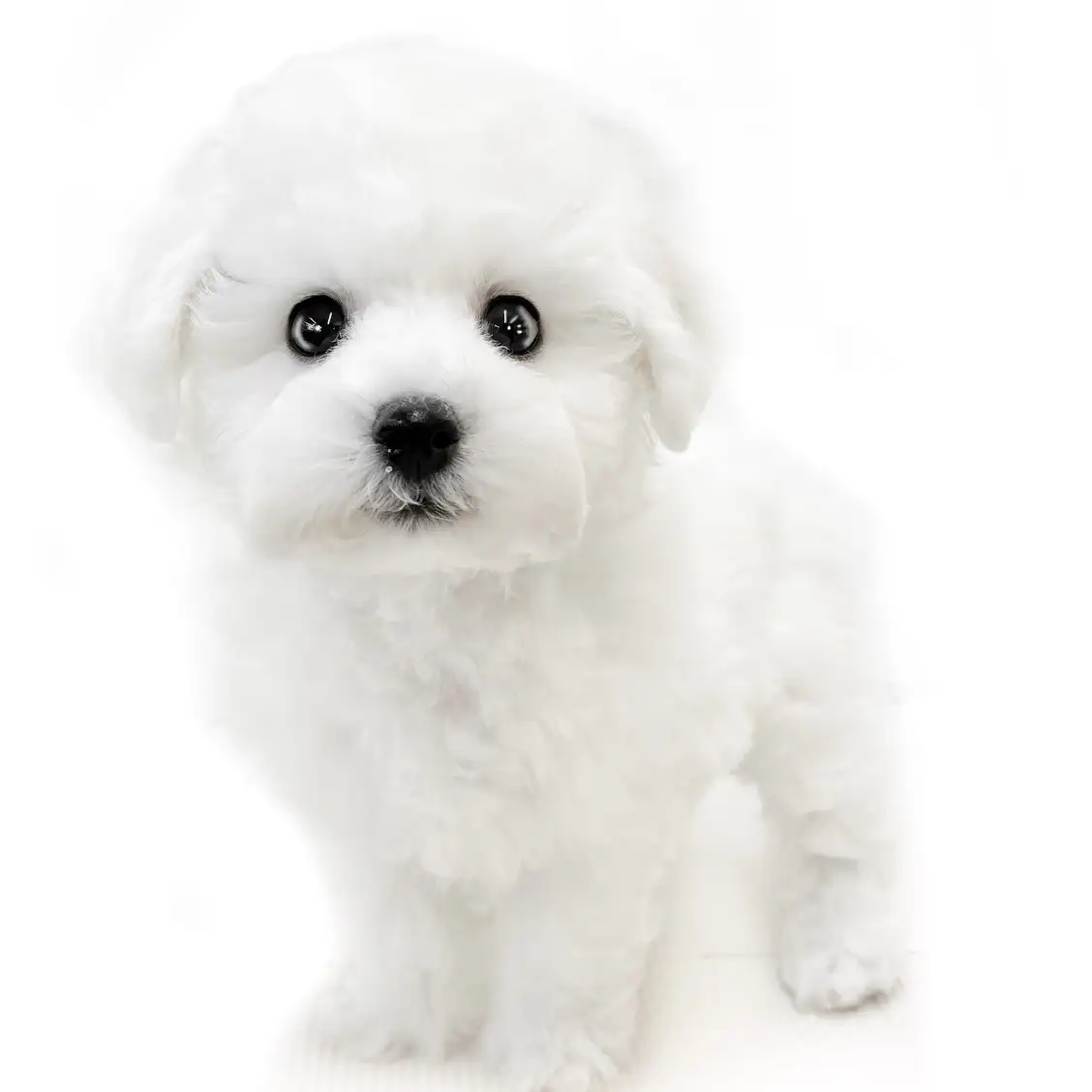 ビションフリーゼ