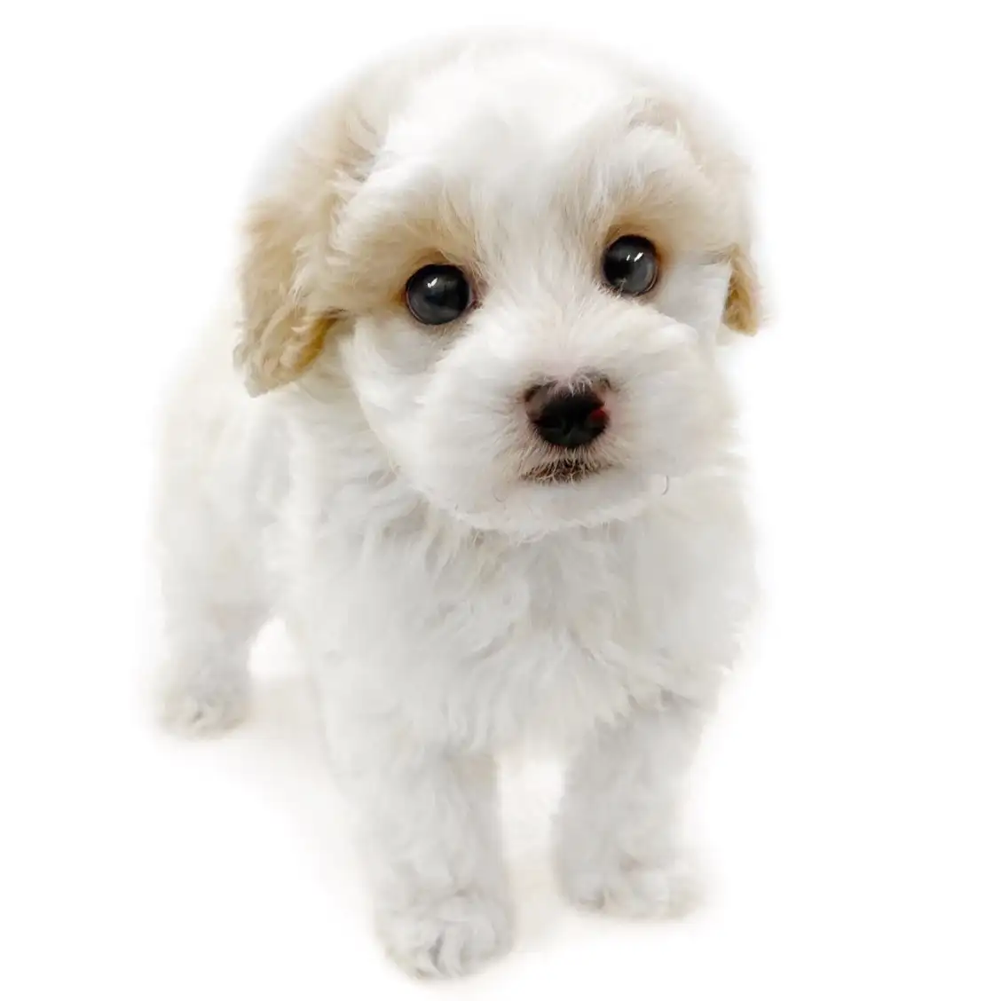 MIX（マルチーズ×トイプードル）