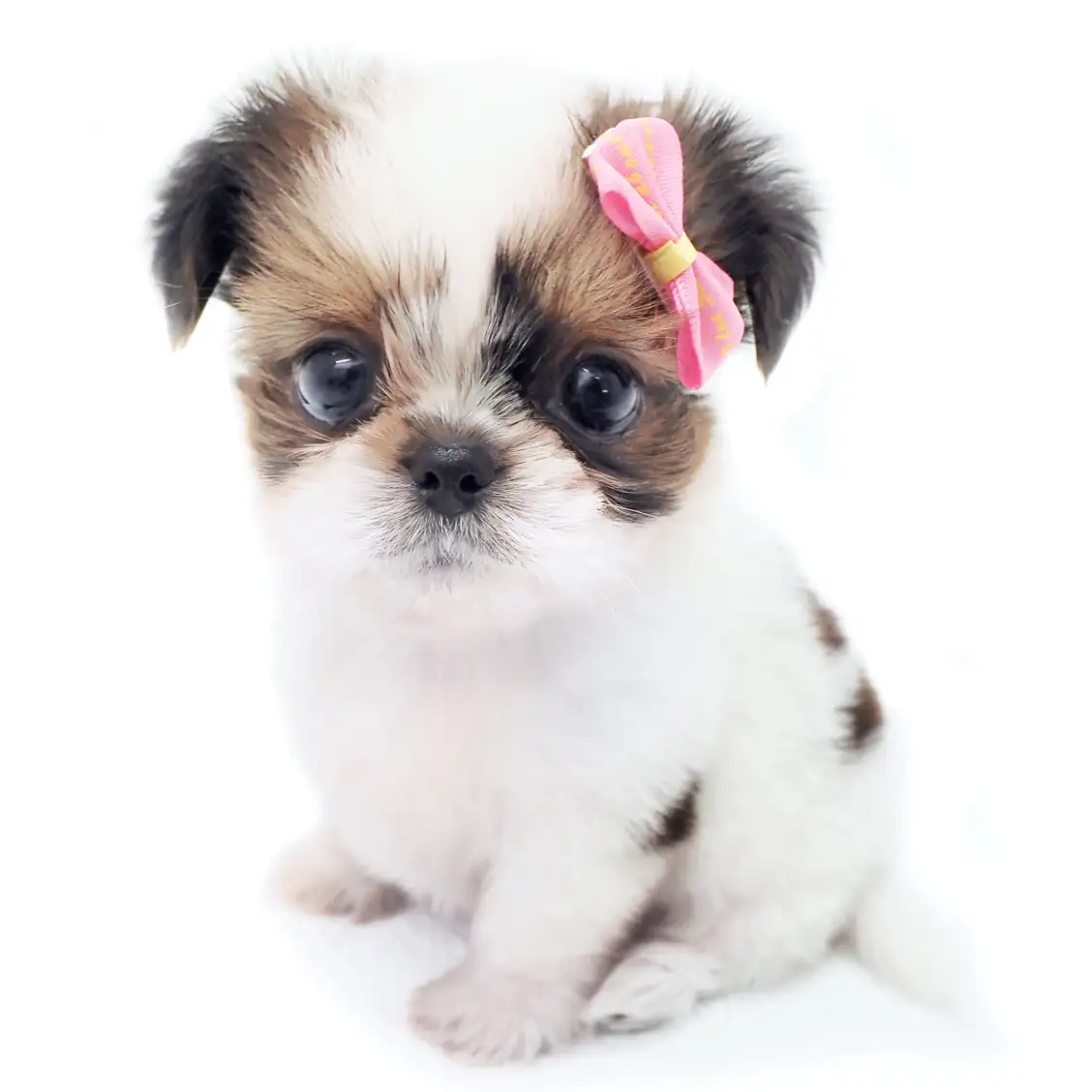 MIX(チワワ×シーズー)