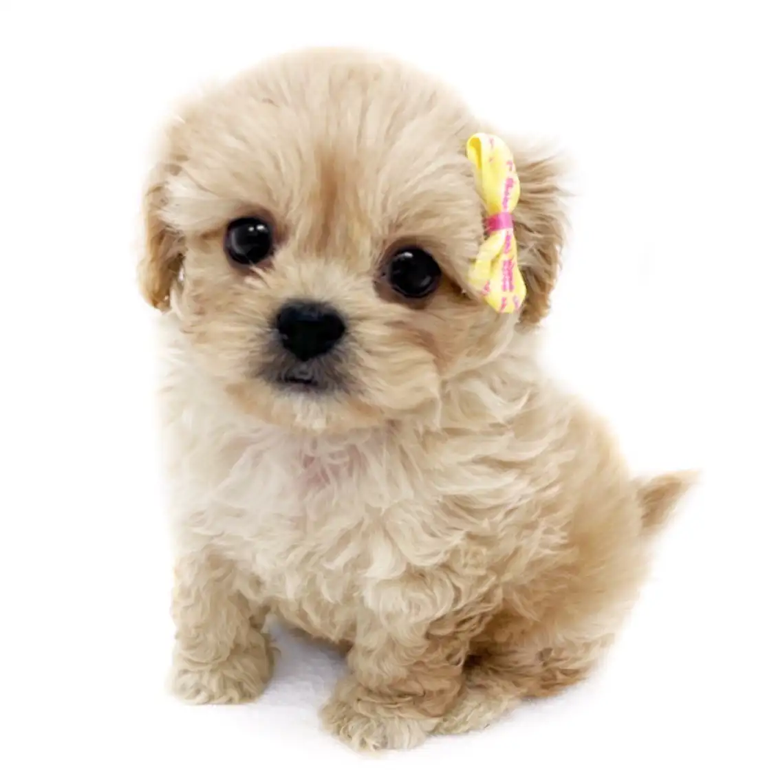 MIX(トイプードル×ペキニーズ)