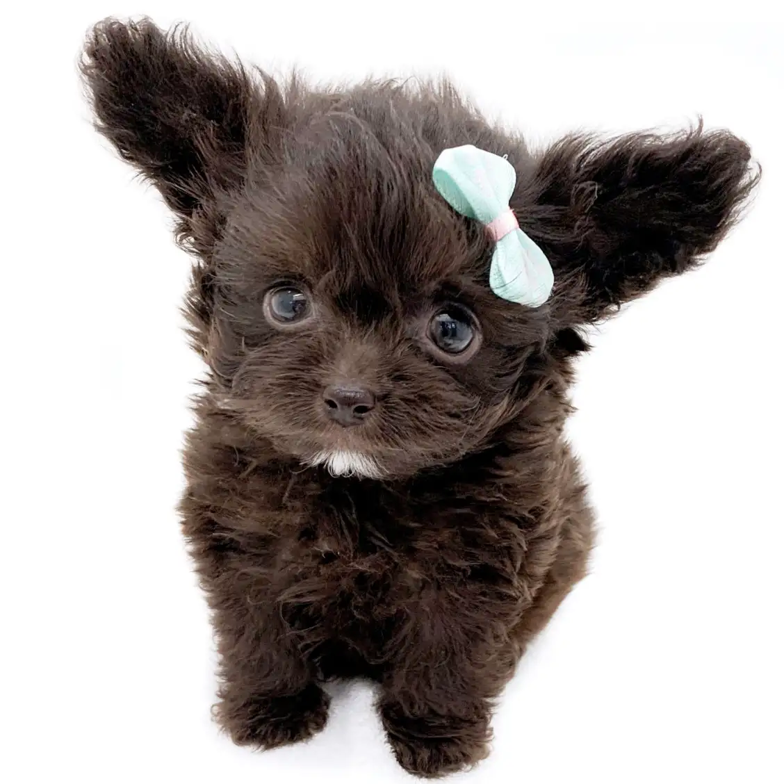 MIX(トイプードル×チワワ)