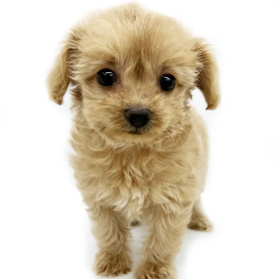 MIX（チワワ×トイプードル）