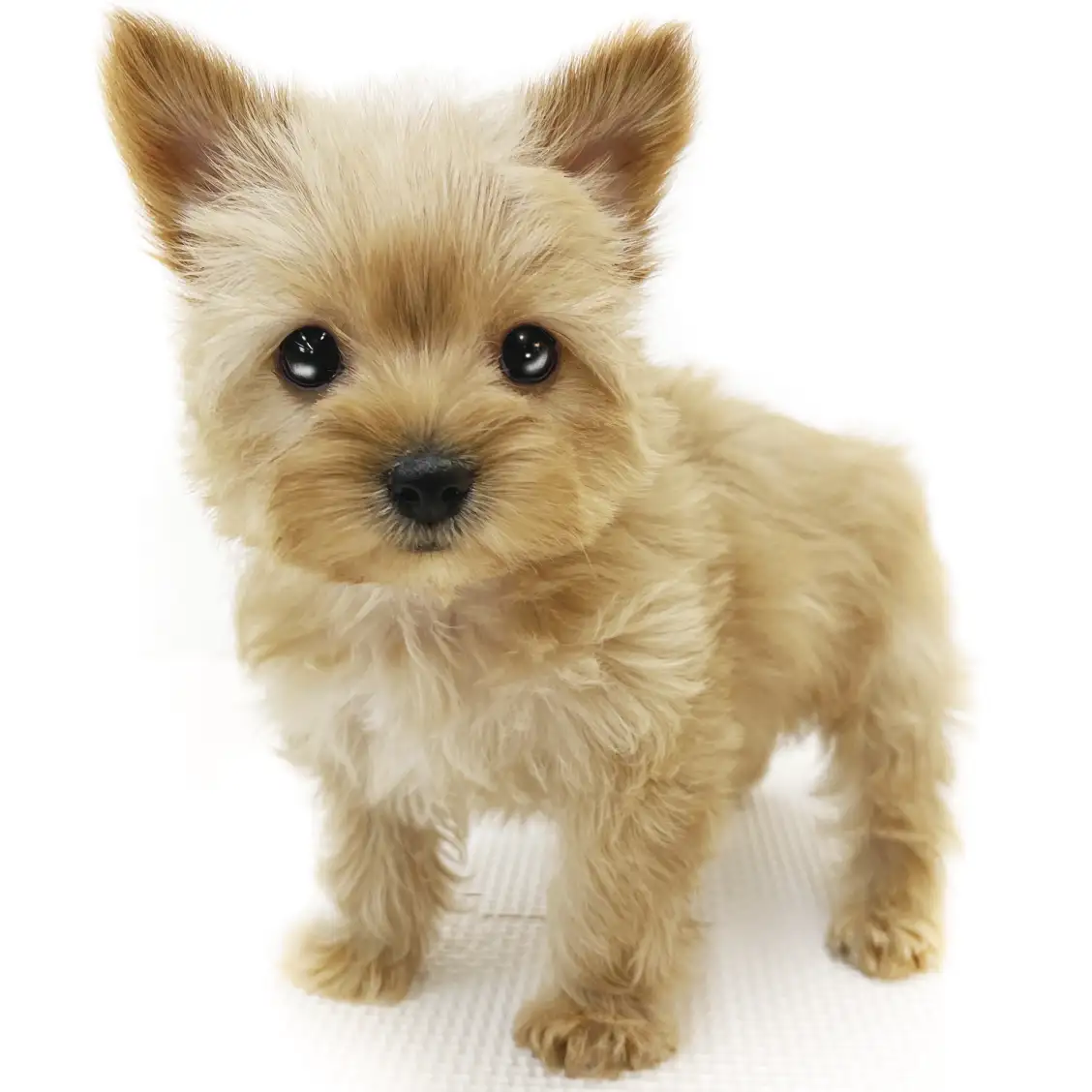 MIX(チワワ×ヨークシャーテリア)