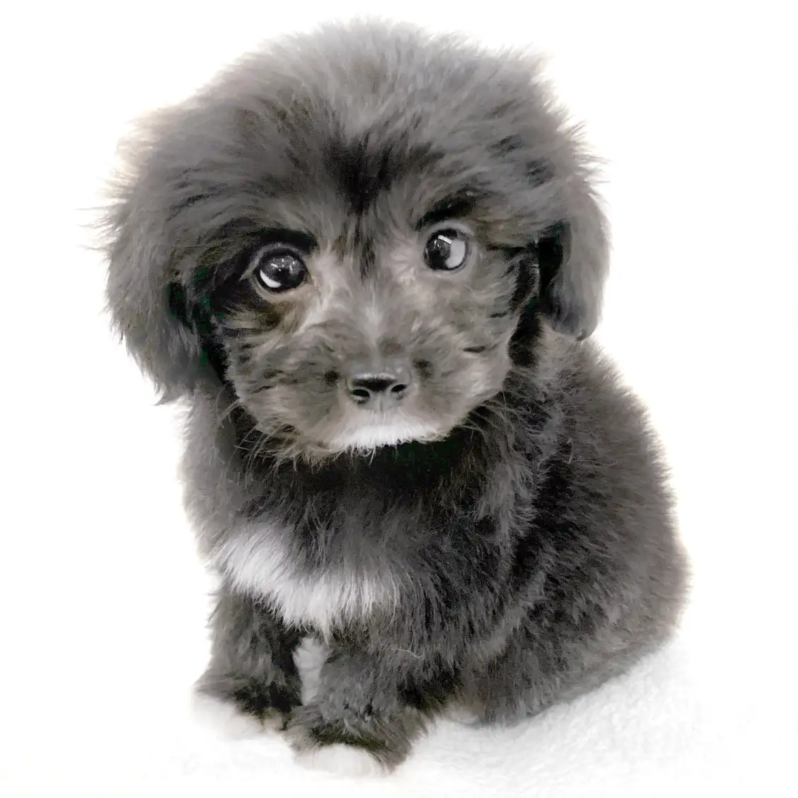 MIX(トイプードル×パピヨン)