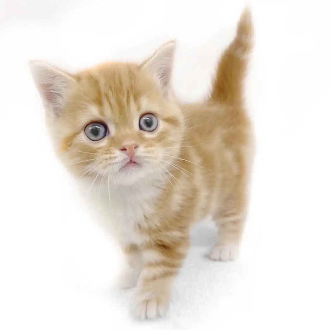 スコティッシュフォールド