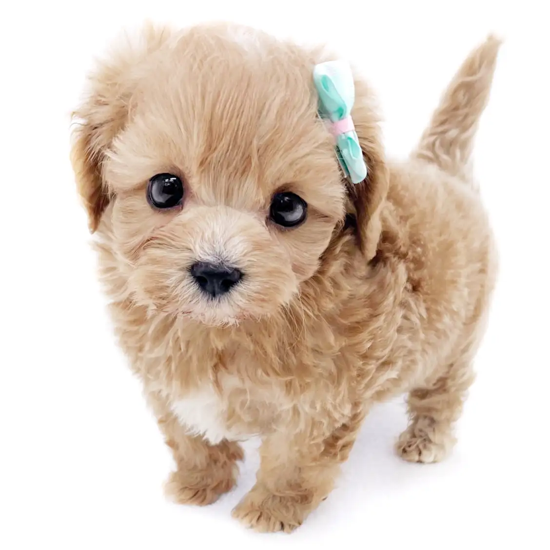 MIX（マルチーズ×トイプードル）