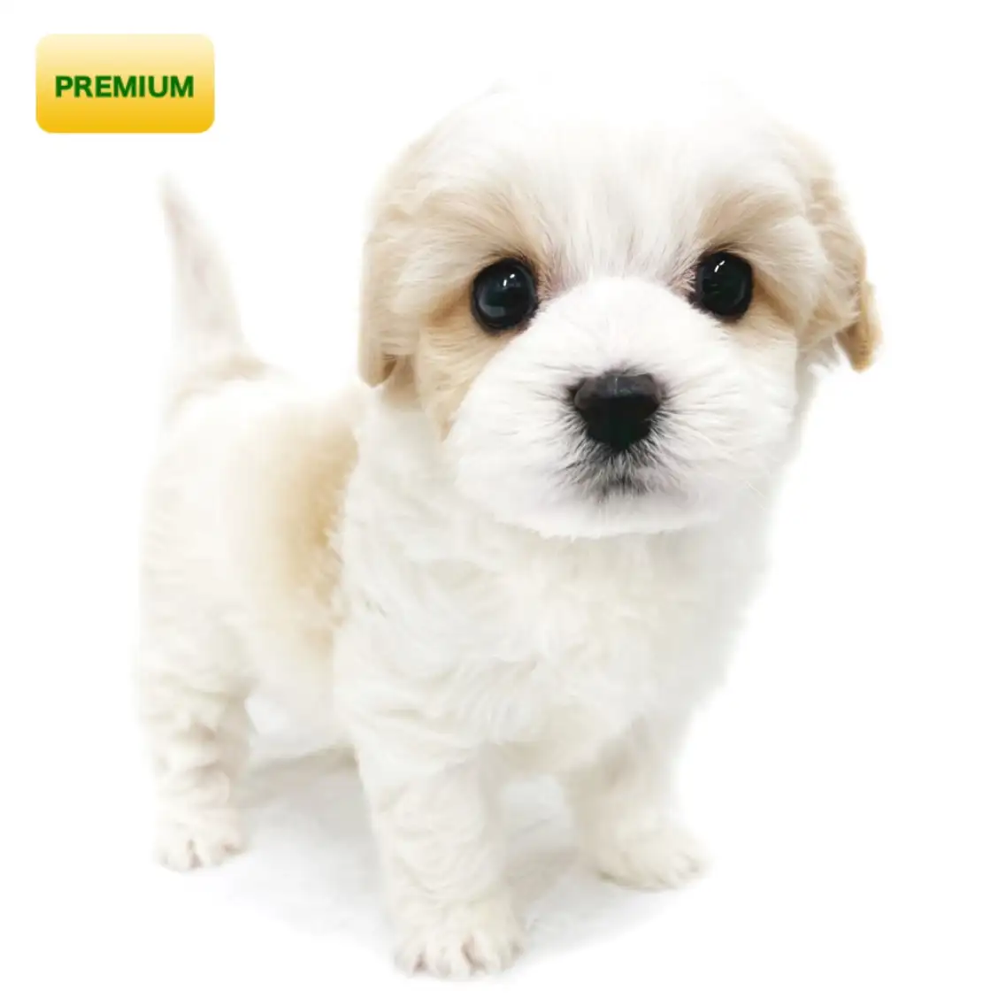 MIX(キャバリアキングチャールズスパニエル×ビションフリーゼ)