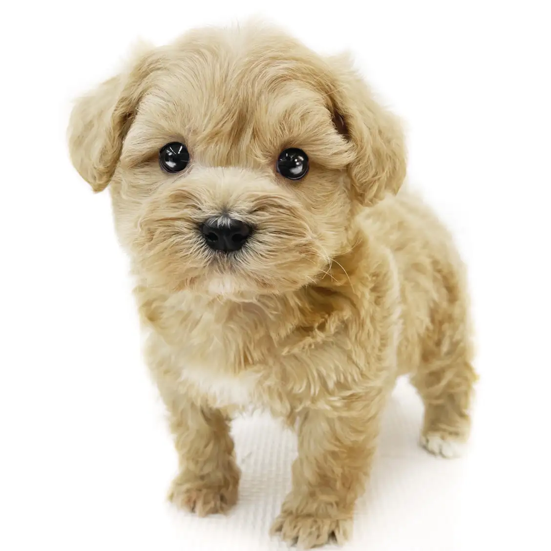 MIX（マルチーズ×トイプードル）