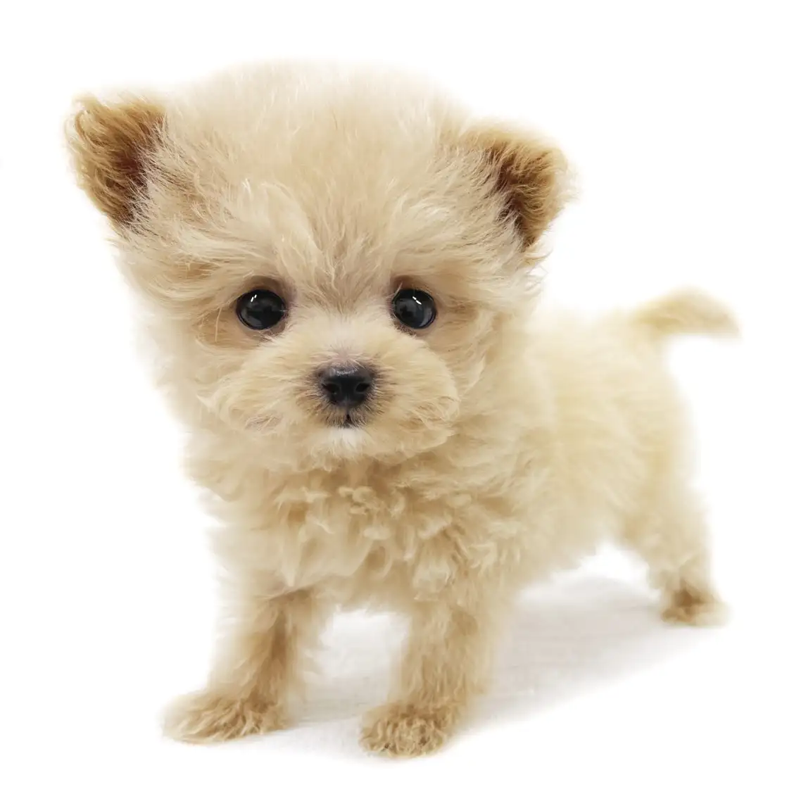 MIX(トイプードル×ポメラニアン)