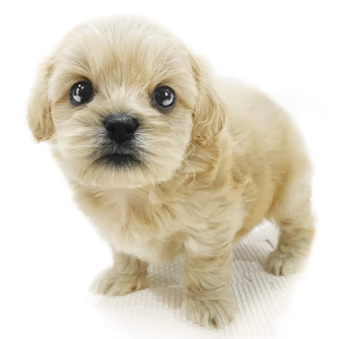 MIX(トイプードル×ペキニーズ)