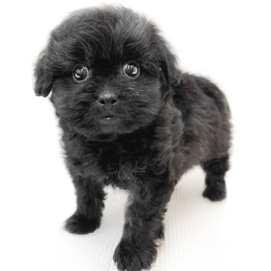 MIX（ペキニーズ×トイプードル）