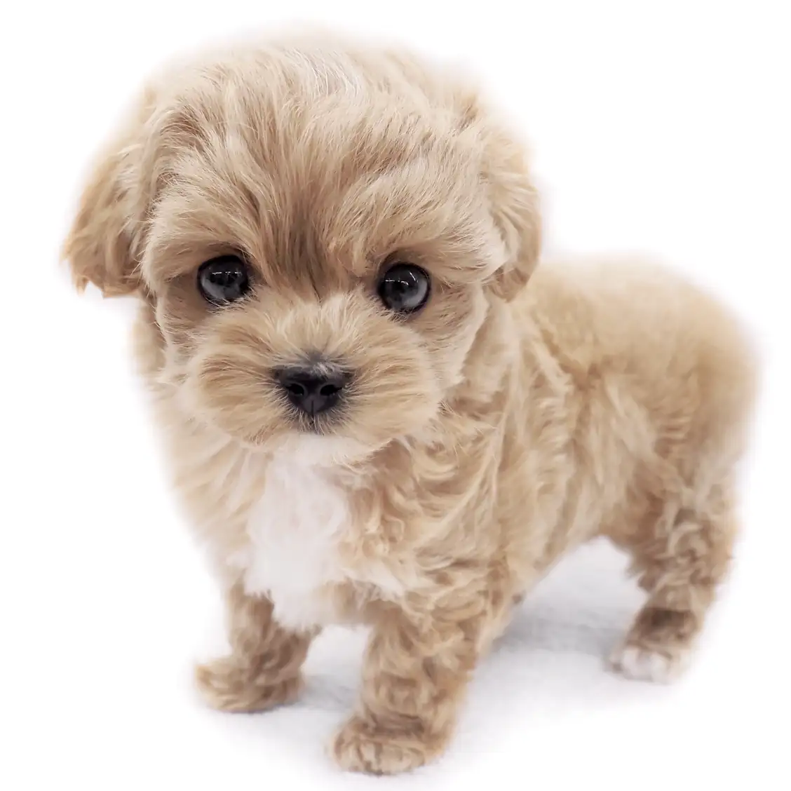 MIX(マルチーズ×トイプードル)