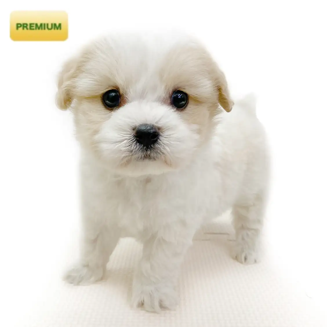 MIX(キャバリアキングチャールズスパニエル×ビションフリーゼ)