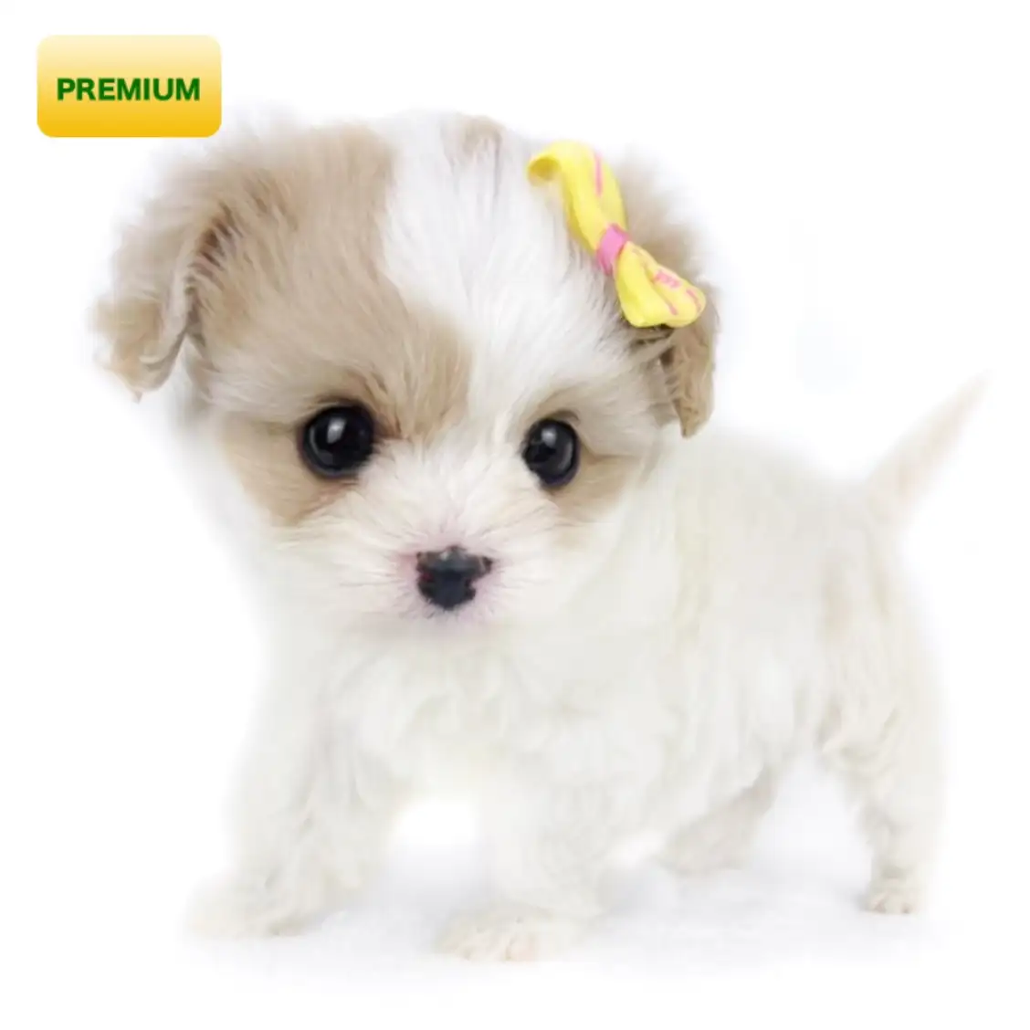 MIX(キャバリアキングチャールズスパニエル×ビションフリーゼ)