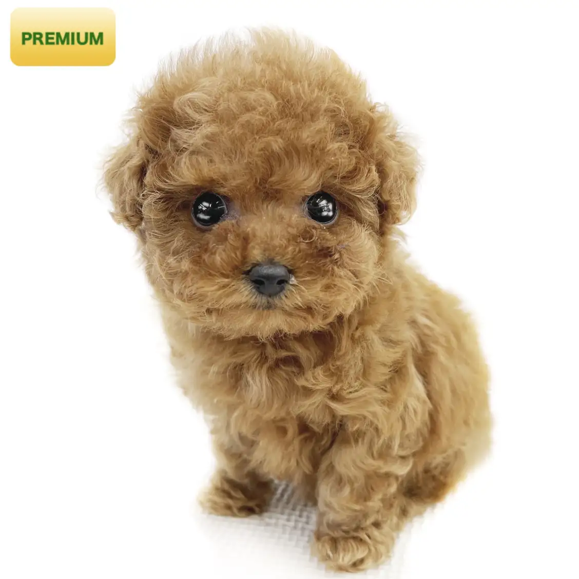 トイ・プードル