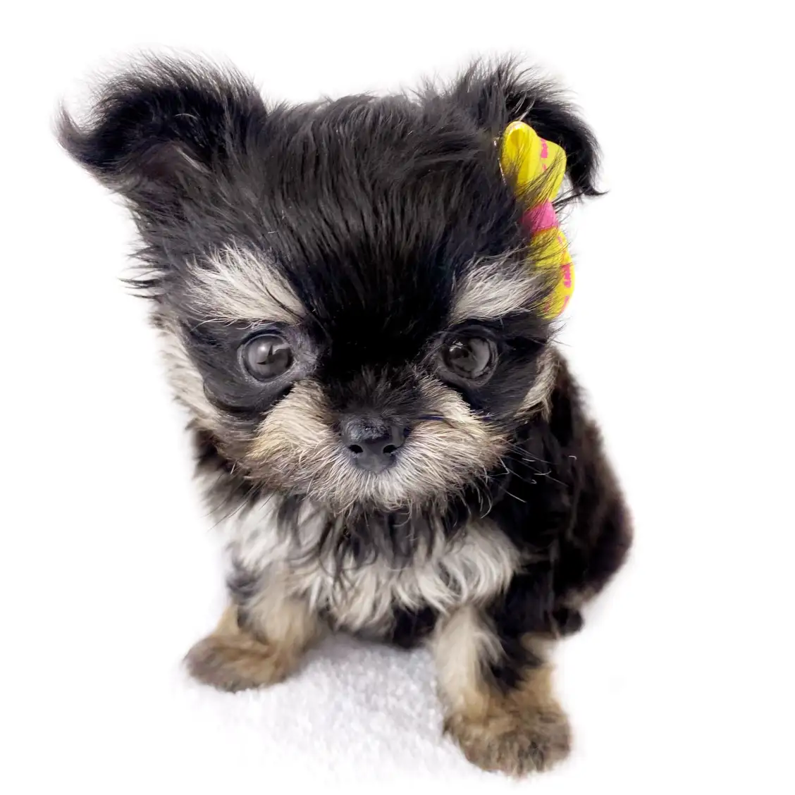 MIX(マルチーズ×チワワ)