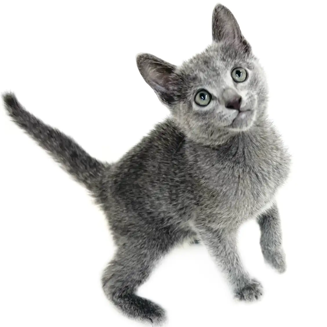 ロシアンブルー