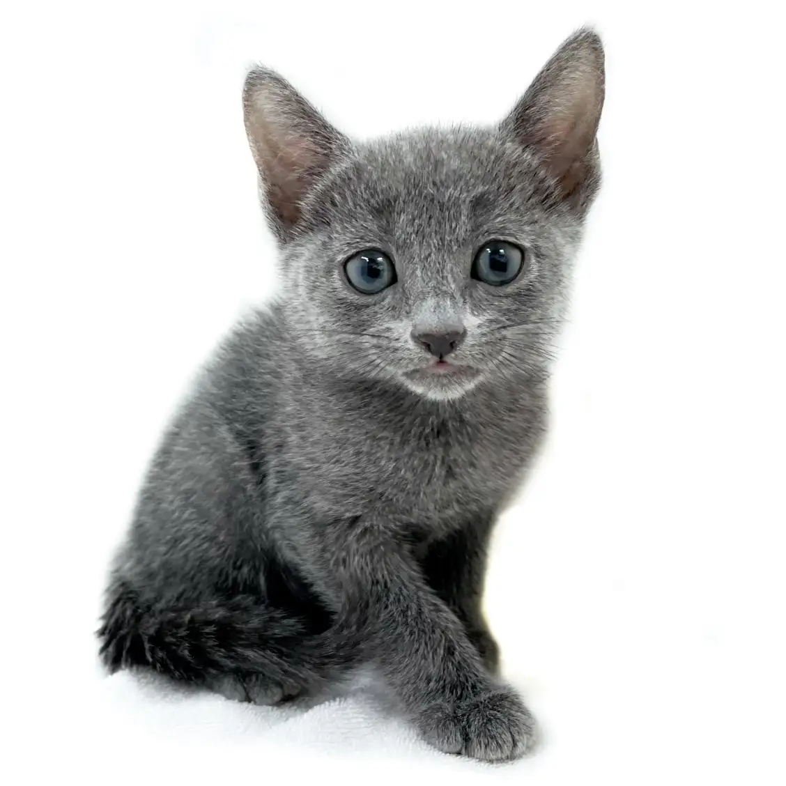 ロシアンブルー