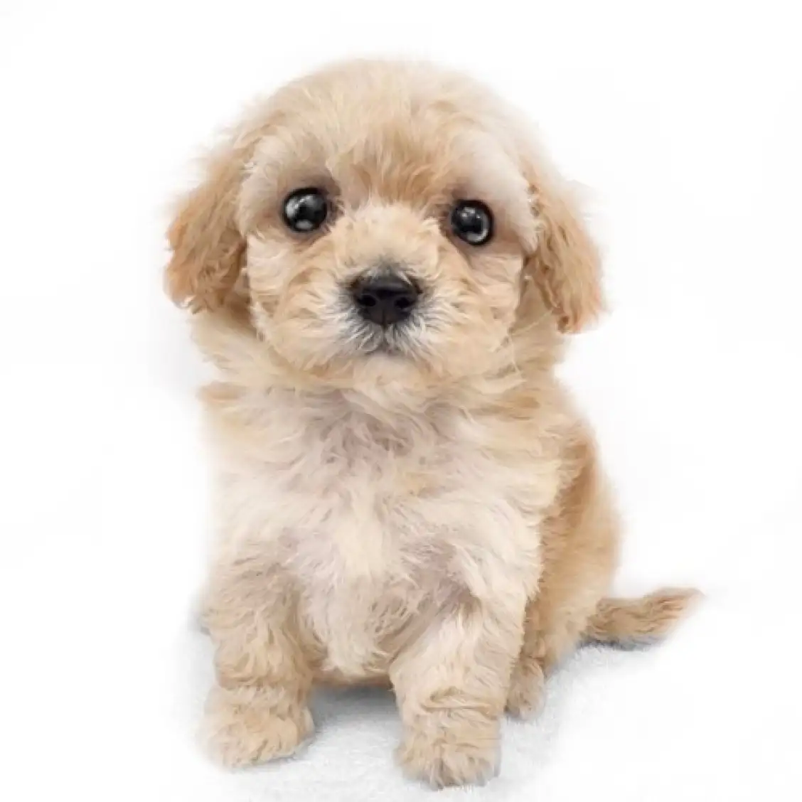 MIX(マルチーズ×トイプードル)