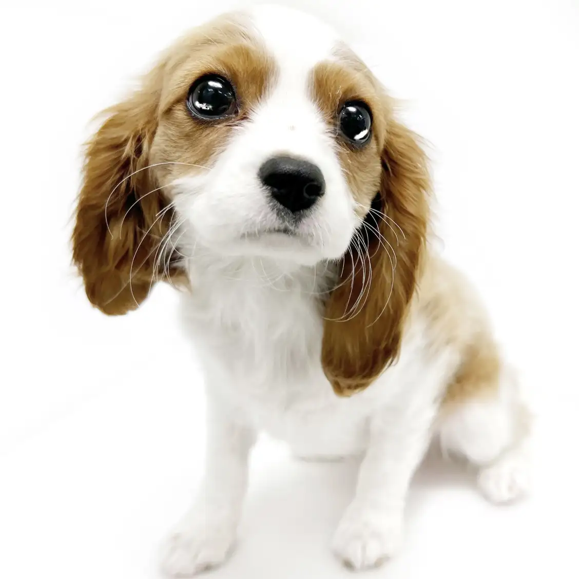 キャバリア・キングチャールズ・スパニエル