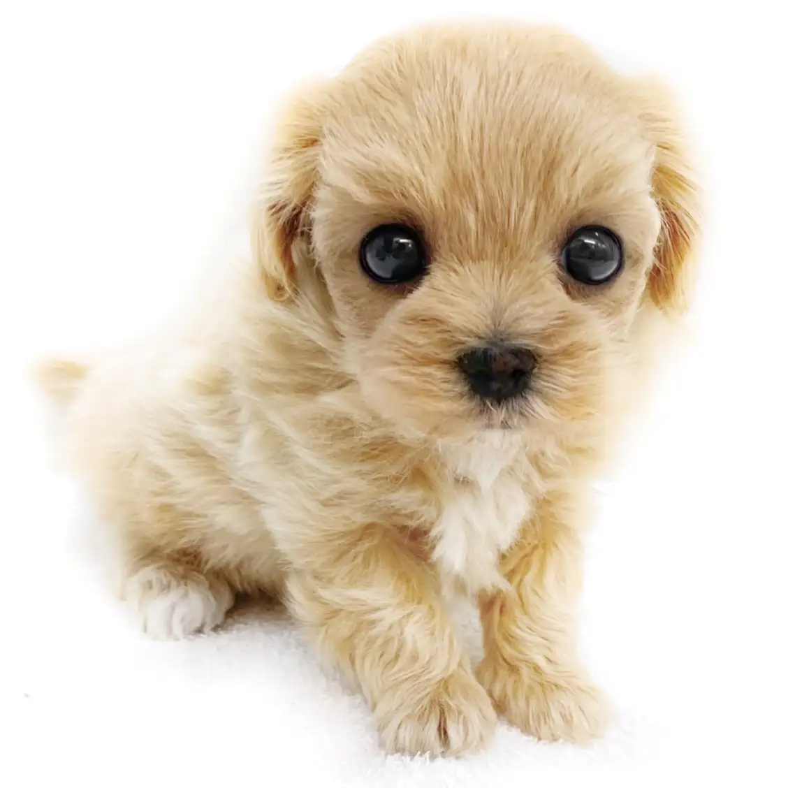 MIX（マルチーズ×トイプードル）