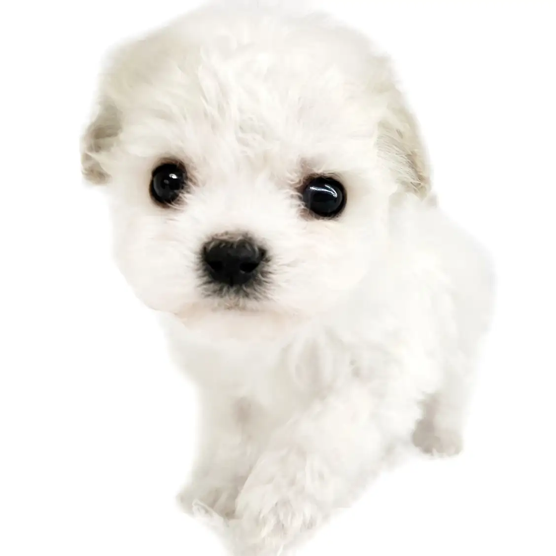 MIX【ビション×(キャバリア×ビション)】