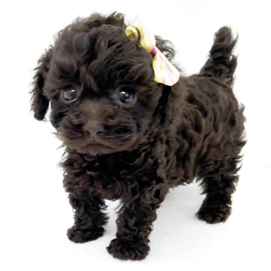 トイ・プードル