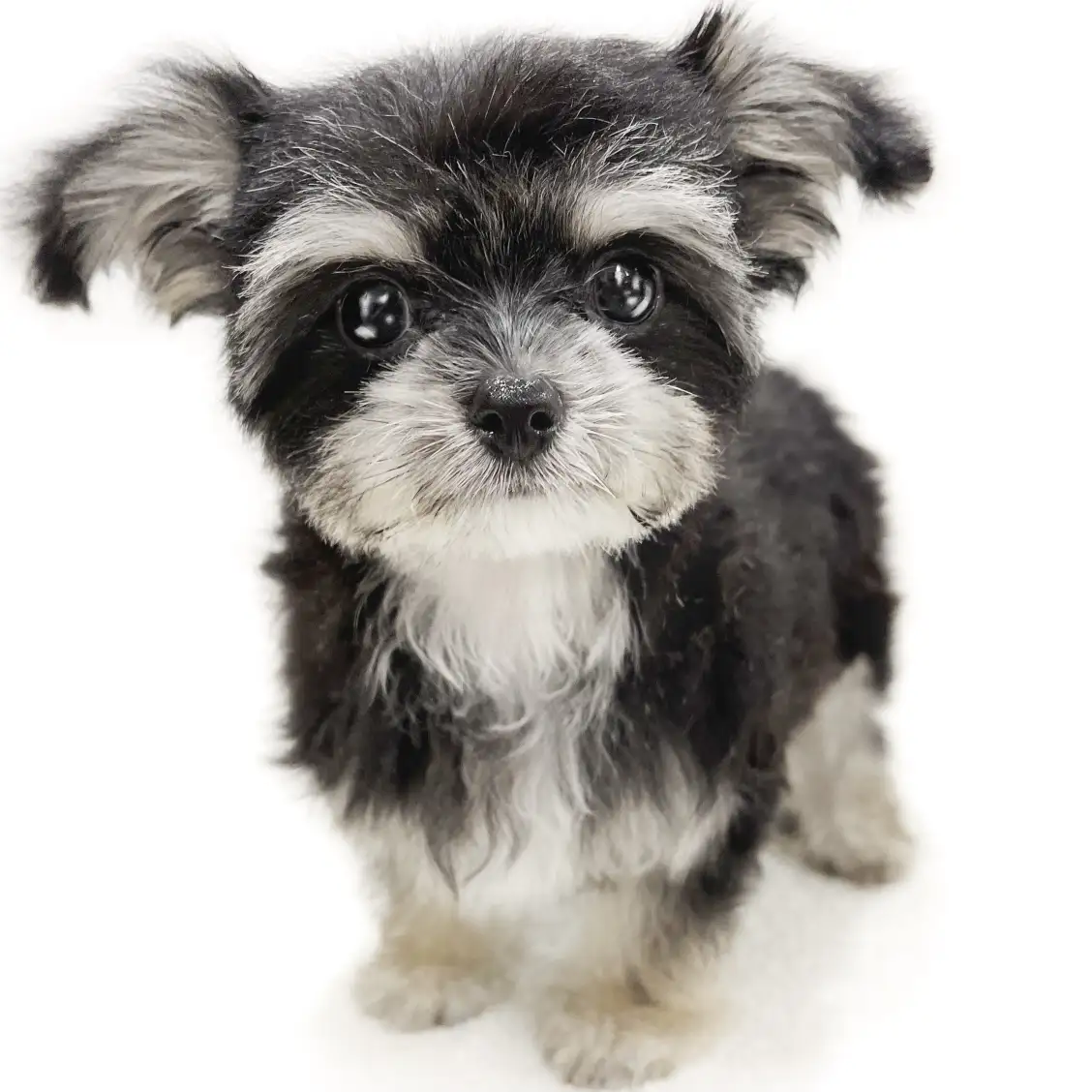 MIX(マルチーズ×チワワ)