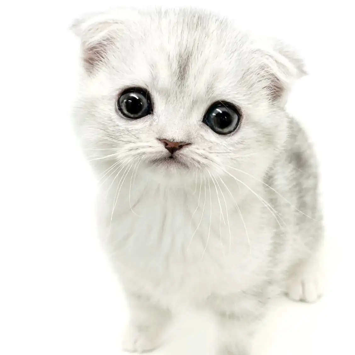 スコティッシュフォールド