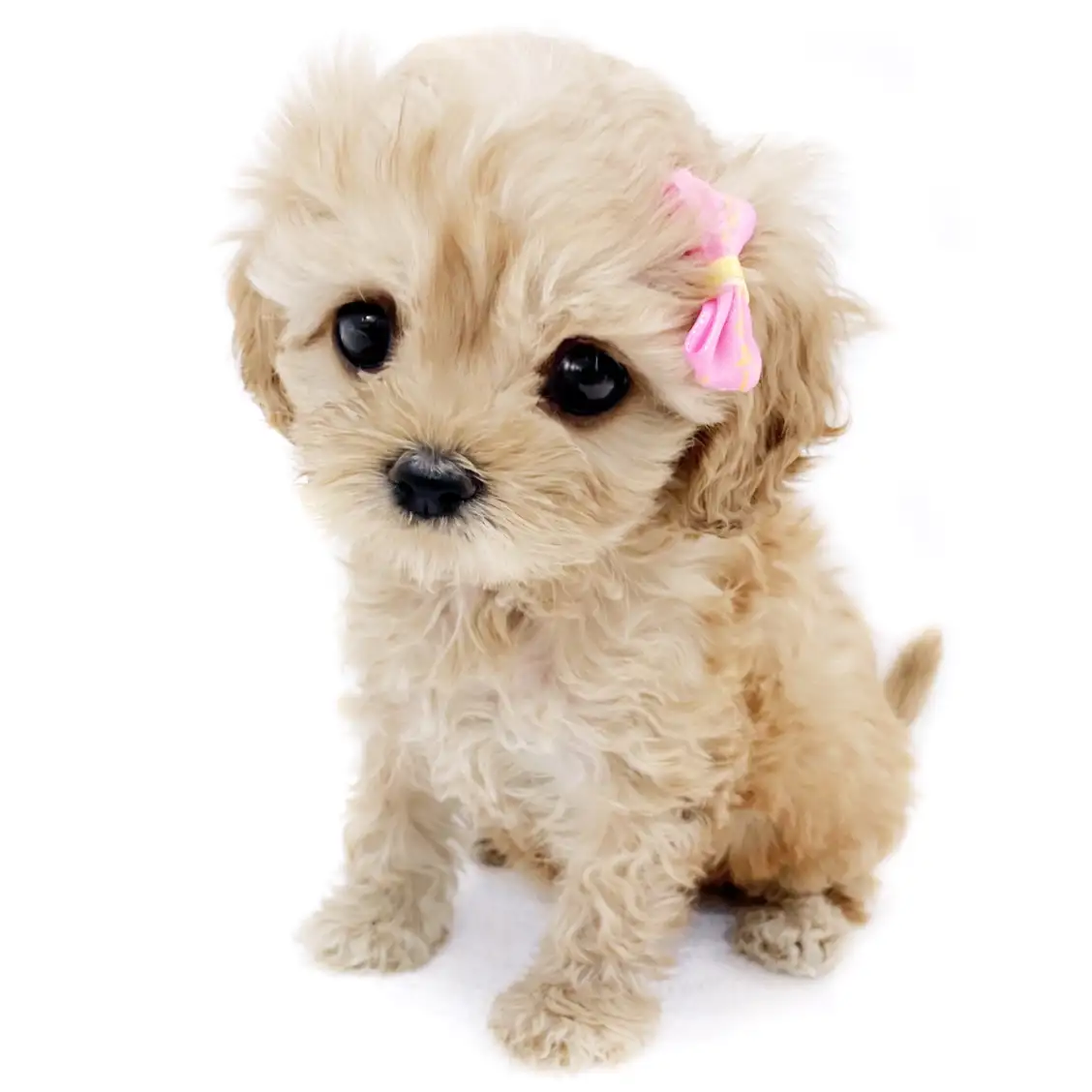 MIX(キャバリアキングチャールズスパニエル×トイプードル)