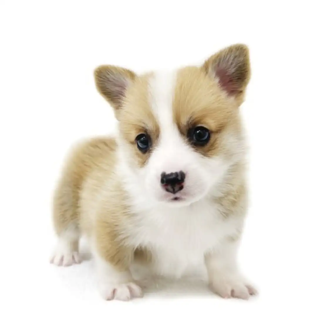 ウェルシュコーギーペンブローク