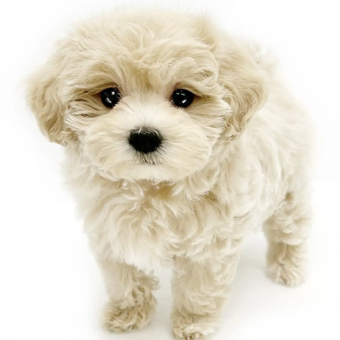 MIX(マルチーズ×トイプードル)