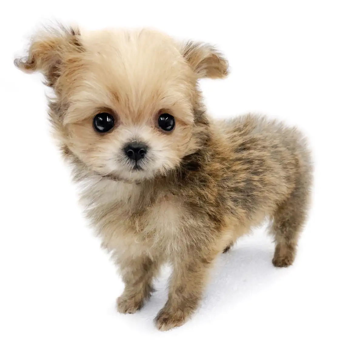 MIX(トイプードル×ポメラニアン)