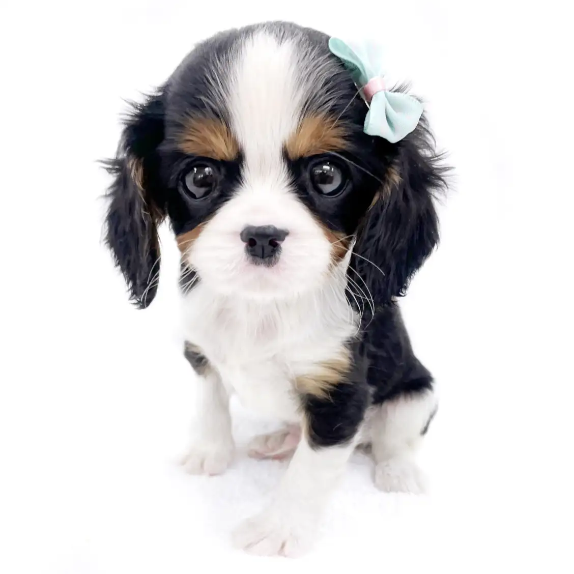 キャバリア・キングチャールズ・スパニエル