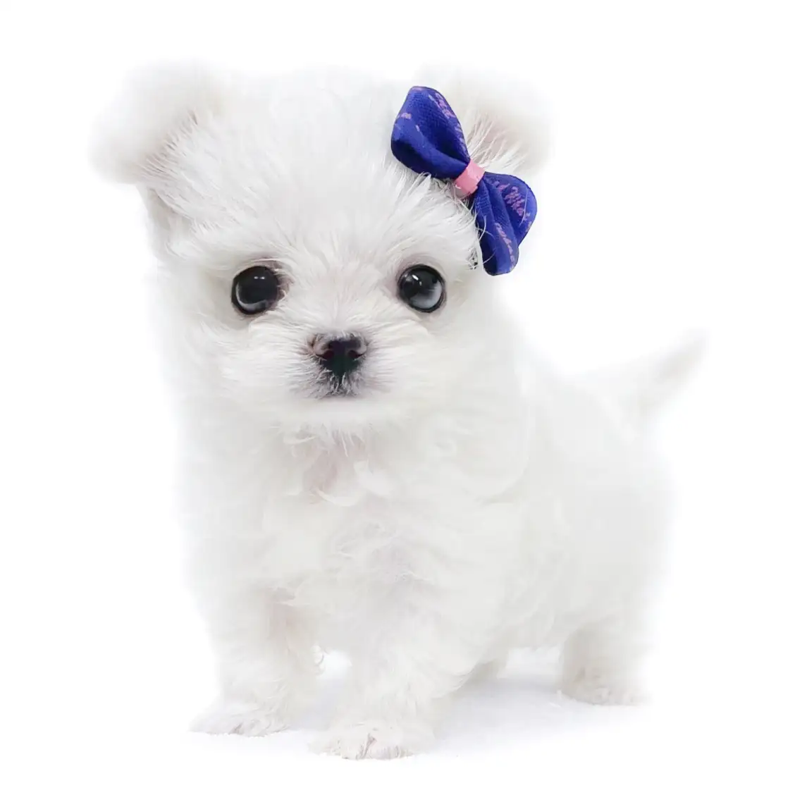 MIX(マルチーズ×チワワ)