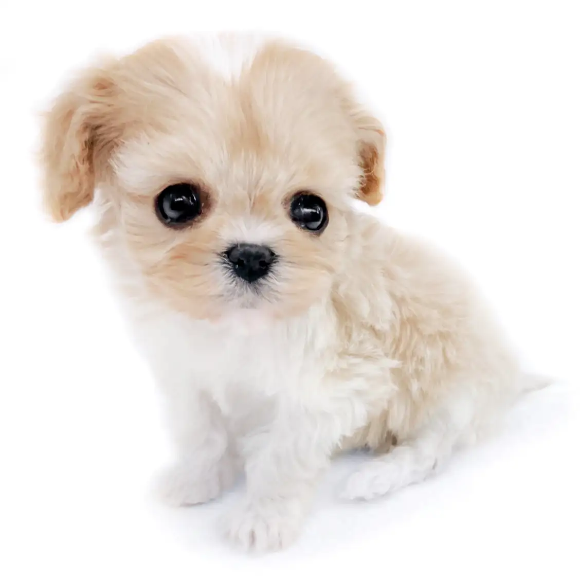 MIX【ビション×(キャバリア×ビション)】