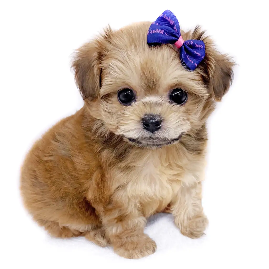 MIX(トイプードル×チワワ)