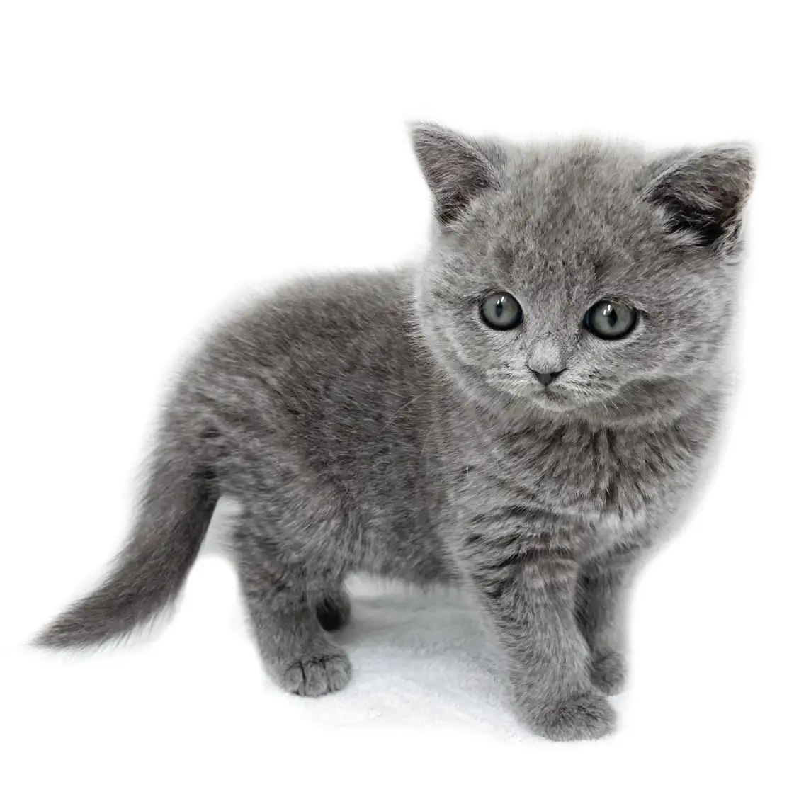 ブリティッシュショートヘア