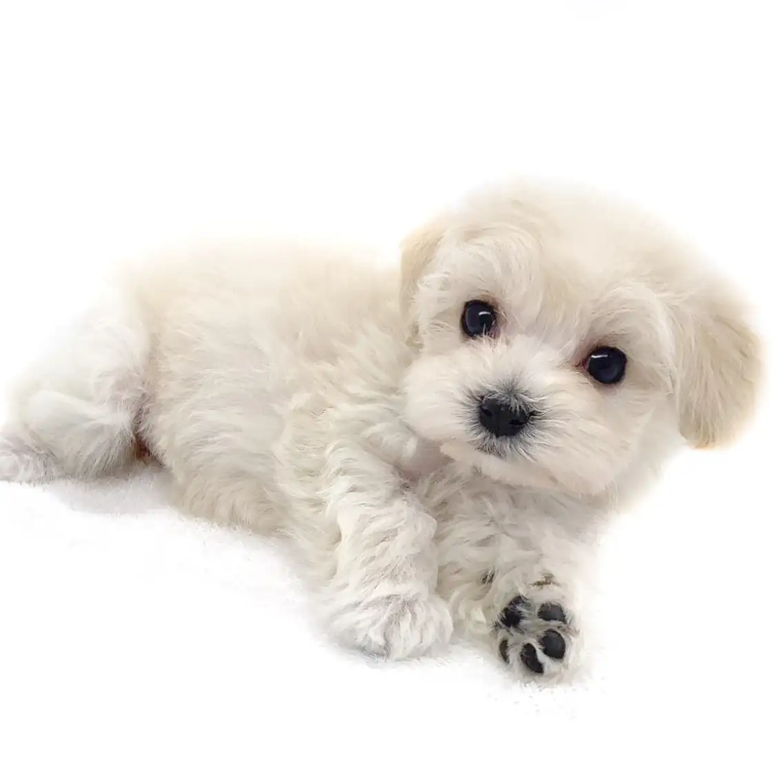 MIX(トイプードル×マルチーズ)